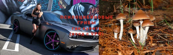 ПСИЛОЦИБИНОВЫЕ ГРИБЫ Костерёво